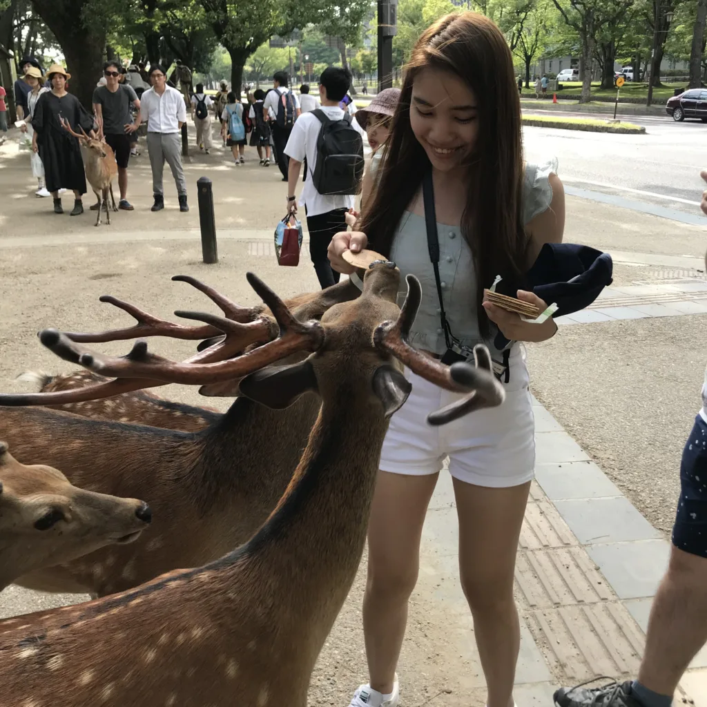 Deers at Nara Park